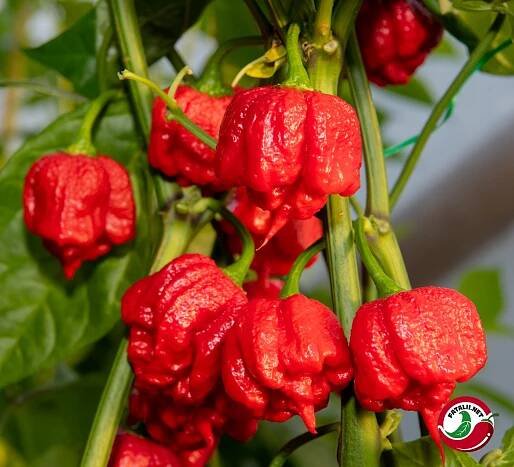 Carolina Reaper » Fatalii Seeds 