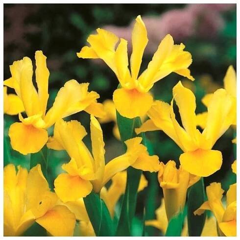 Kosatec holandský Golden Harvest - Iris hollandica - cibulky kosatce - 3 ks