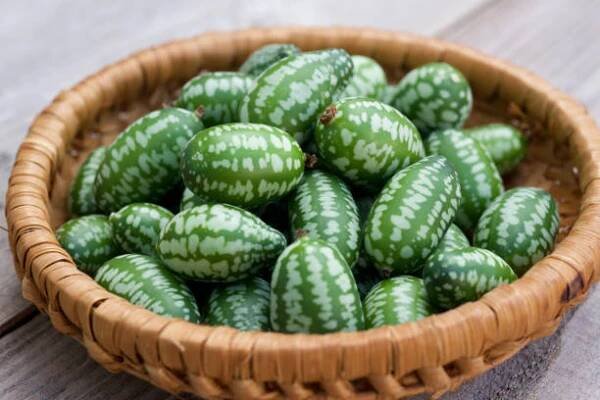 cucamelon ovoce, také známý jako mexické okurky, mexické kyselé okurky, nebo melothria scabra. - melothria scabra - stock snímky, obrázky a fotky