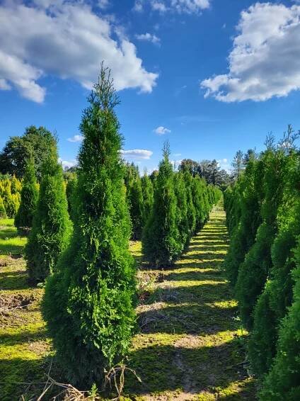 Thuja occ.Smaragd 170-180 cm - Zahradnictví Munzar