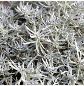 Smil Italský - Helichrysum Italicum - prodej semen - 200 ks