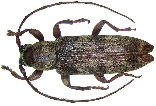 Sybra nubila