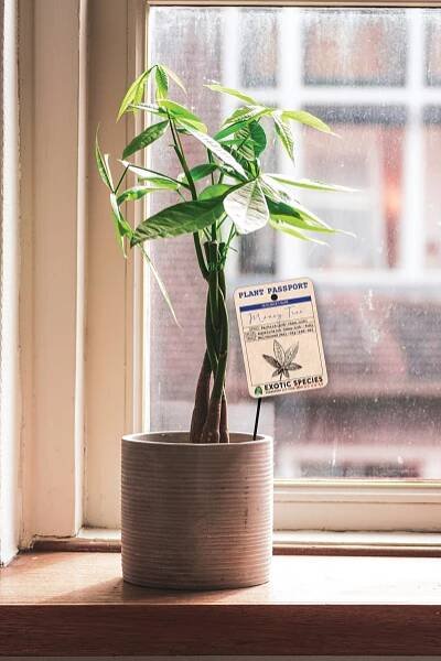 Stock Plant Passport Tags – MasterTag