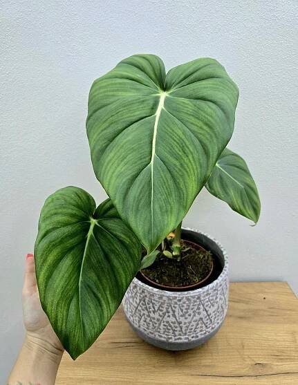 Philodendron Dean McDowell
