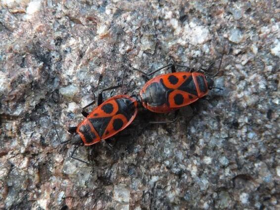 Soubor:Pyrrhocoris apterus mating 02.jpg