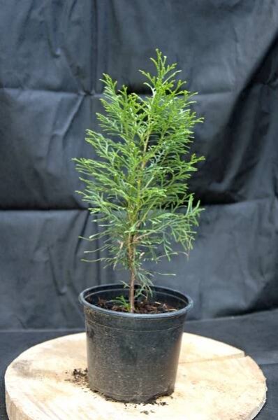 Thuja "OCCIDENTALIS SMARAGD"