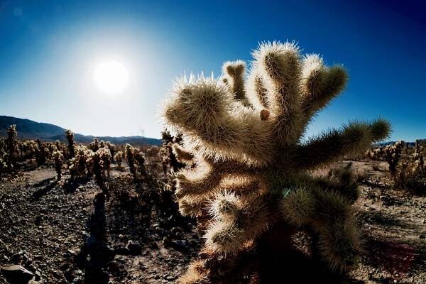 Joshua Tree National Park, California USA | Our Photo Passport