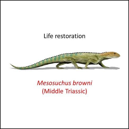Archosauria stem group