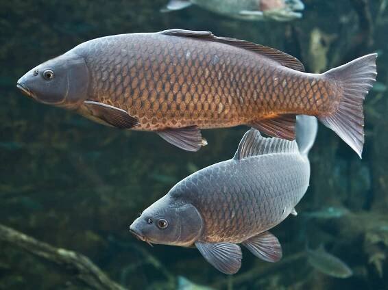 Fauna | Nationalpark Donau-Auen