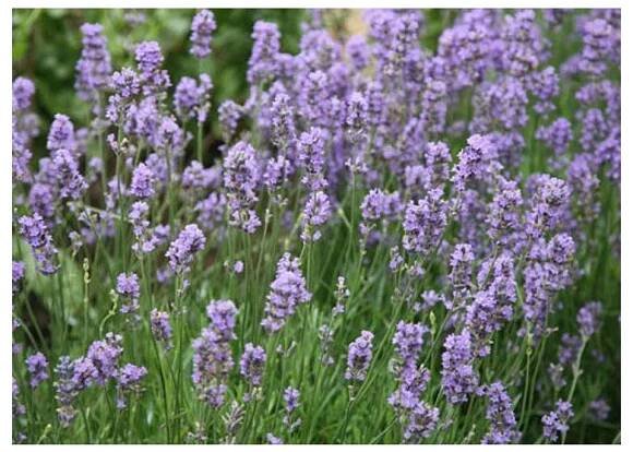 Lavandula angustifolia Munstead Strain, kontejner 14 cm- levandule lékařská - Levandule online