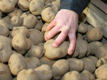 Nakupte brambory a cibuli do zásoby, prudce zdraží, upozorňují zelináři