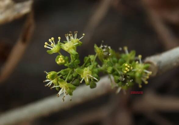 Tinospora cordifolia – eFlora of India