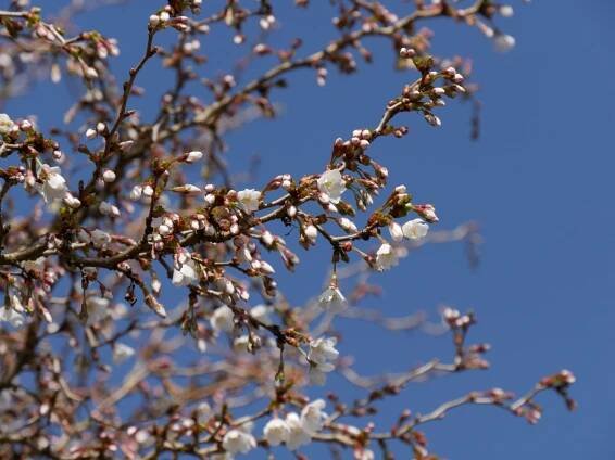 Prunus incisa 'Kojou-no-mai' | slivoň vyříznutá 'Kojou-no-mai' - Van den Berk školky