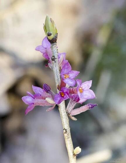 Lýkovec jedovatý (Daphne mezereum)