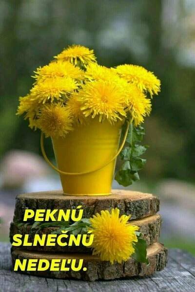 Pin de emilia kamanova em PEKNÚ NEDEĽU. | Mensagens de bom dia, Bom dia com flores, Campos de margaridas