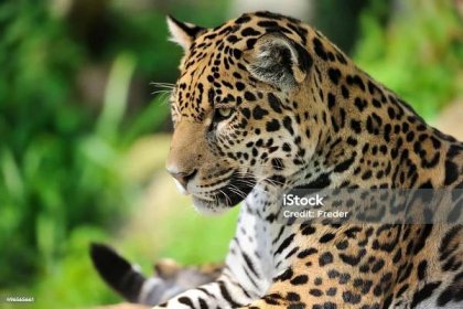 jaguár - Bez autorských poplatků Jaguár americký Stock fotka