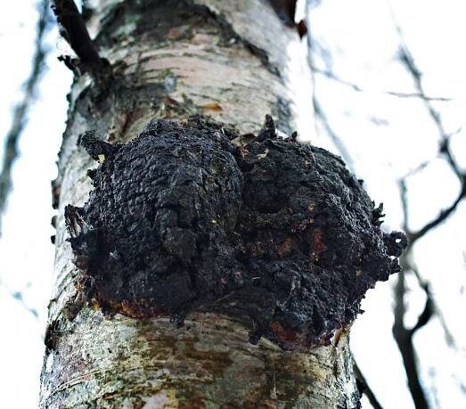 Jak chaga ovlivňuje krevní tlak?