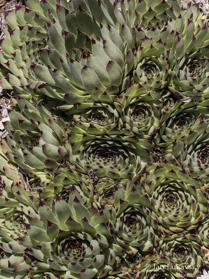 Netřesk střešní (Sempervivum tectorum)