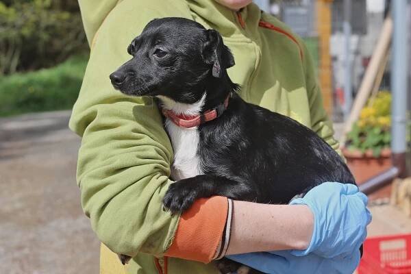 Psi k adopci z útulků, azylů a neziskových organizací