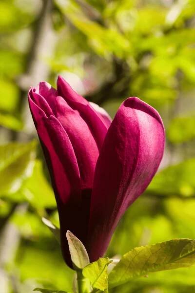 Genie Magnolia Tree