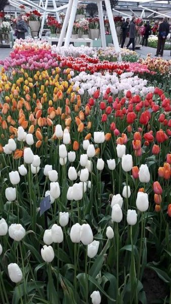 Karavanem za tulipány – Keukenhof 2025 – Silver On The Road