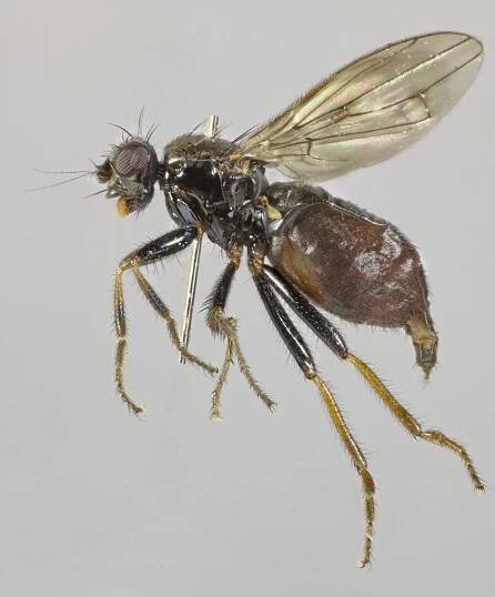 Crumomyia roserii