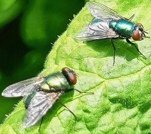 Common European green bottle fly (Lucilia sericata)