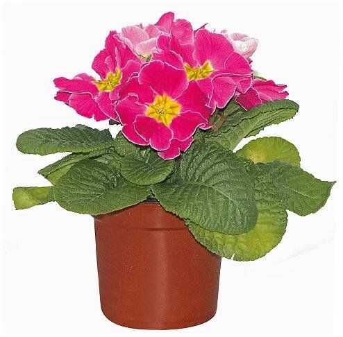 Landgard Prvosenka bezlodyžná (Primula acualis) různé barvy pr. cca 11 cm