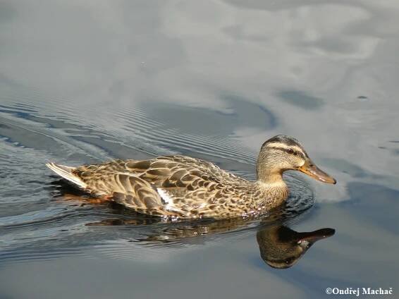 Anas platyrhynchos - kachna divoká | Anatidae - kachnovití | Natura Bohemica