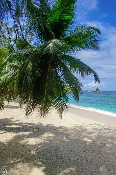 Palm-fringed beach with turquoise waters in Mahe, Seychelles under a blue sky.