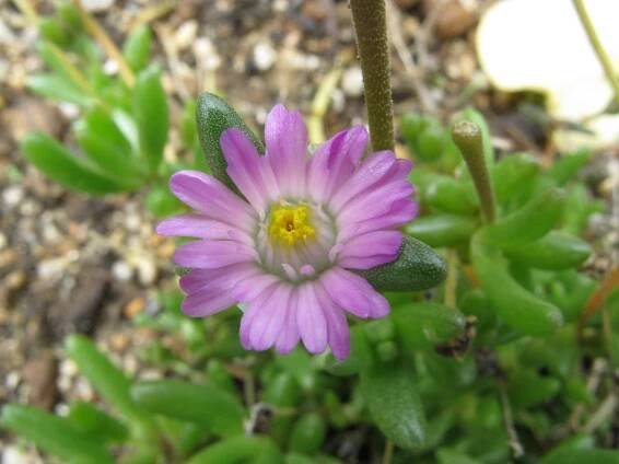 Lampranthus tenuifolius
