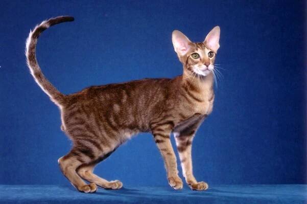11 Cat Breeds With Bent Ears - Murkote
