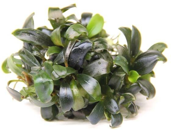 Dennerle Bucephalandra spec. ´Serimbu Brown´ In-Vitro