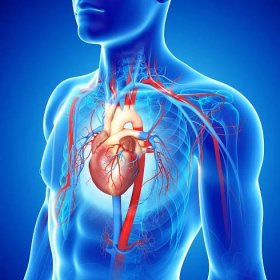Jaká je funkce aorty?