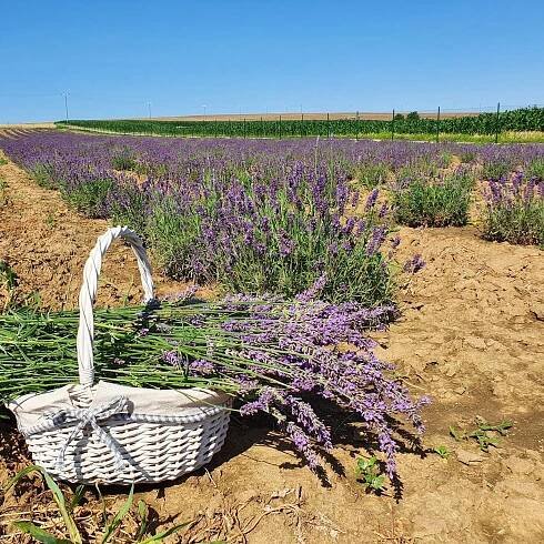 Levanduľová farma Zbehy - levandulové pole na Slovensku - Za Vůní LEVANDULE