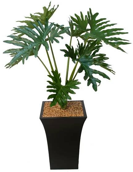 Selloum Philodendron in a Planter with Pebbles | Caribe