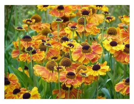Helenium SAHIN'S EARLY FLOWERER - záplevák