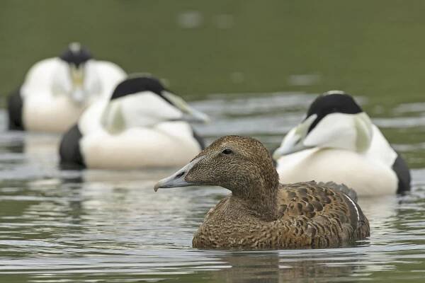 common eider