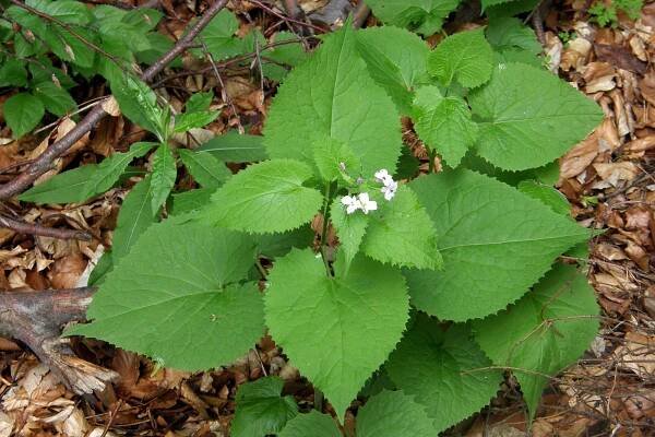 Měsíčnice vytrvalá (Lunaria rediviva)