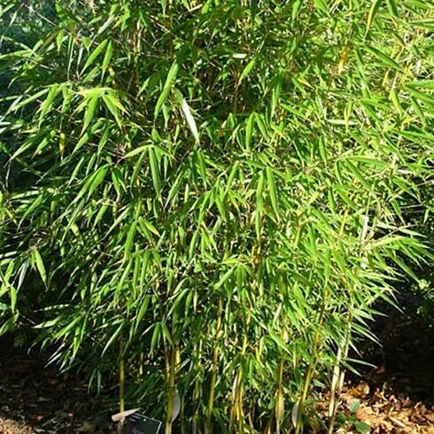 Obrázek produktu pro Vysoký živý plot z bambusu - Fargesia robusta - 60- 80 cm v kontejneru