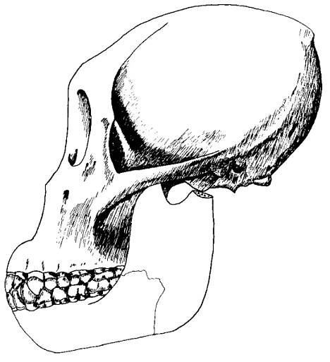 Rudapithecus hungaricus
