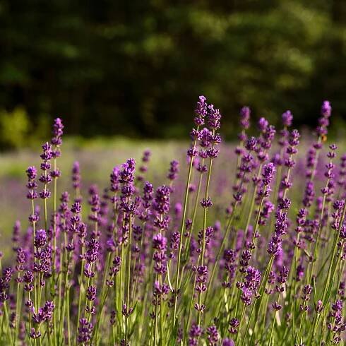Levandule Úzkolistá Semena Mrazuvzdorná Lékařská Bylinky Voňavé 200 Semena Druh Lawenda Lekarska - Lavandula Officinalis