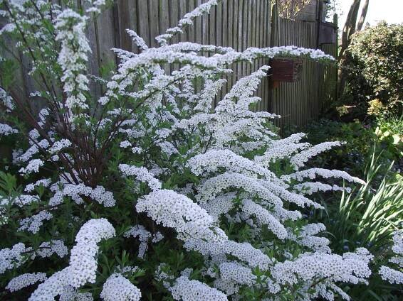 Tavoľník popoľavý Spiraea cinerea Grefsheim