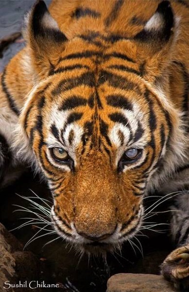 Jeevoka - Iconic Tigers of India 