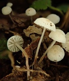 Svět zná novou houbu - špička Cimrmanova (Collybiopsis cimrmanii): Moravské zemské muzeum