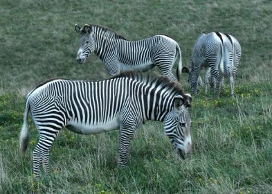 File:Grevy's zebra group.jpg - Wikimedia Commons