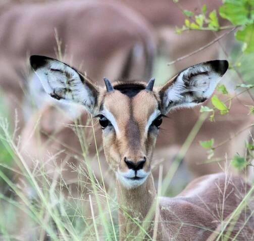 Foto The Intelligent Impala 6