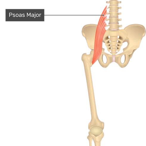 The anterior view of the thigh, pelvis and lower section of the vertebral column. The only visible labelled muscle is Psoas Major.