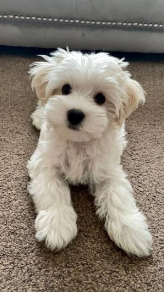 Teddy the Fluff ball