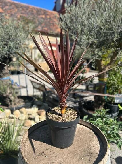 Cordyline Australis 'Red Star'